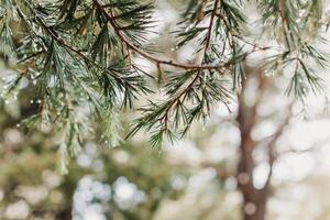 Raindrops on a fluffy fresh branches of larch. photo