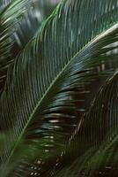 Blurred palm leaves in a sunlight. Summer background. photo