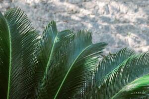 Green palm leaves in a sunlight. Summer background. photo