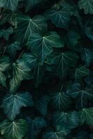 Fresco verde hiedra hojas en un oscuro antecedentes. foto