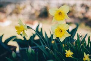 Beautiful flowers of yellow daffodil narcissus in a garden. photo