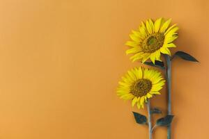 Beautiful sunflowers on orange background. Place for text. photo