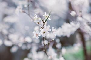 Beautiful branch with white blossom in a spring garden. photo