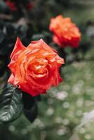 hermosa rojo Rosa flores en un jardín. foto