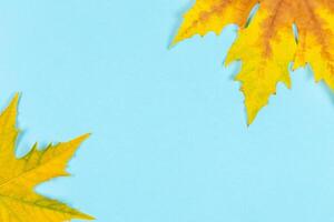 Autumn background. Beautiful autumn maple leaves on blue pastel background. photo