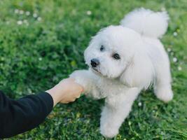 linda bichón frise perrito jugando con dueño. retrato de un cachorro. foto