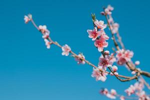 Beautiful peach branch with pink blossom in a blue sky. photo