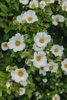 Beautiful white wild Rose flowers in a spring garden. photo