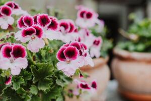 hermosa rosado flores de geranio pelargonio en un verano calle. foto