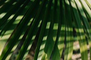 Blurred palm leaves in a sunlight. Summer background. photo