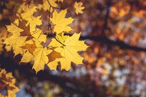 Beautiful autumn maple tree with yellow leaves and sun. photo