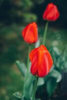 hermosa rojo tulipán flores en un primavera jardín. foto