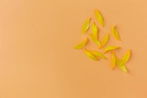 hermosa amarillo pétalos de girasol en melocotón antecedentes. sitio para texto. foto