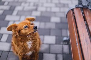 Adorable red dog near a bench in a city park. photo