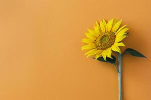 Beautiful sunflower on orange background. Place for text. photo