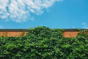 Wall with green leaves and beautiful blue cloudy sky. Background photo texture.