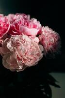 Beautiful pink peonies on a dark background. photo