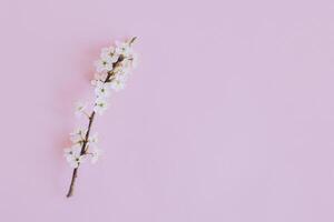 Beautiful blossom branches on a light pink background. Spring background. photo