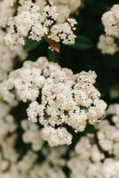 Beautiful white blossom of Fotiniya in a spring garden. Close-up. photo