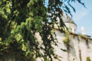 joven ramas de un conífero árbol cedro en el calle de verona. foto