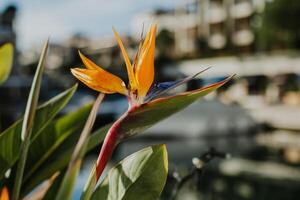 hermosa pájaro de paraíso flor Strelitzia reginae en un porto montenegro, tivat. foto