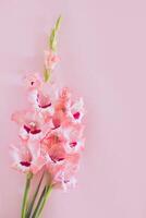 hermosa rosado gladiolo flores en un rosado antecedentes. foto
