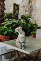 Cute tabby grey cat on a rocks of Budva old town, Montenegro. photo