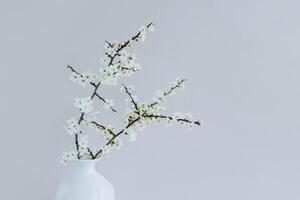 Beautiful blossom branches in a white vase on a grey background. photo