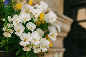 Beautiful white pansies flowers on a summer street. photo