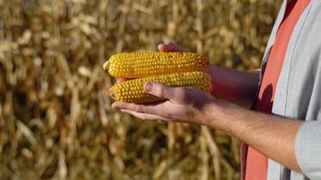 fechar-se do uma agricultores mãos segurando uma espiga do milho e verificação a qualidade do a sementes. agricultores trabalhos dentro a milho campo video