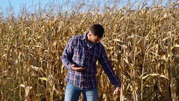 Agronomist checking corn if ready for harvest. Portrait of farmer video