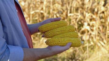 Close-up of a farmer's hands holding a cob of corn and checking the quality of the seeds. Farmer's work in the corn field video