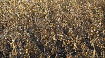 Soybean pods on the sunny field. Agricultural soy plantation background on sunny day. Soybeans ripened against sunlight video