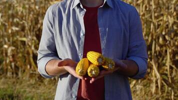 Close-up of a farmer's hands holding a cob of corn and checking the quality of the seeds. Farmer's work in the corn field video