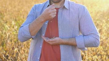 A farmer in a soybean field examines the grains of a mature plant and pours them from hand to hand video