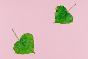 Green leaves on pink pastel background. Poplar leaves. Minimal concept for freshness, ecology, nature. photo