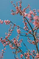 Beautiful peach branches with pink blossom in a blue sky. photo