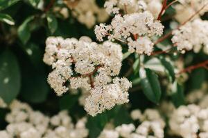 Beautiful white blossom of Fotiniya in a spring garden. Close-up. photo