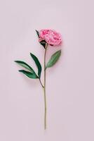 Beautiful pink peony on a pink pastel background. photo