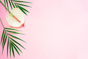 Pink pastel background with tropical leaves and anthurium flower. Flat lay. Place for text. photo