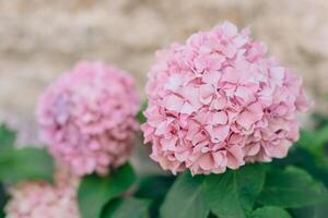 Amazing pink and violet Hydrangea flowers in a garden. photo
