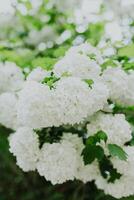 Beautiful branch with white flowers of Viburnum Boule de Neige Roseum in a spring garden. photo