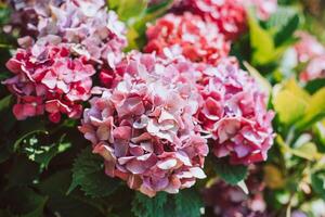 Amazing pink Hydrangea flowers in a garden. photo