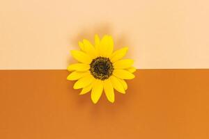 Beautiful decorative yellow sunflower on orange brown background. Flat lay. photo