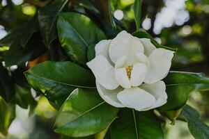 Amazing Magnolia flower in a garden. Selective focus. photo