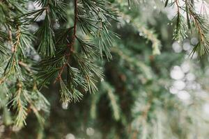 Raindrops on a fluffy fresh branches of larch. Close-up. photo