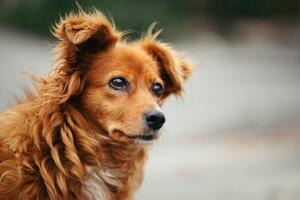 Adorable red dog in a city park. photo