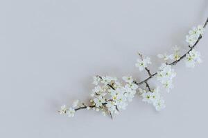 Beautiful branch with white blossom on a grey background. Spring minimalistic concept. photo