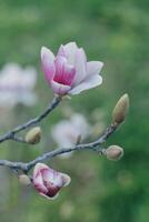 Amazing Magnolia flowers in a spring garden. Springtime background. photo