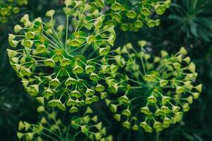 Beautiful light green flowers of Eurhorbia in a spring garden. photo